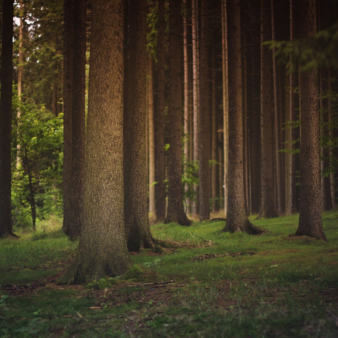 Holz aus Wiederaufforstung